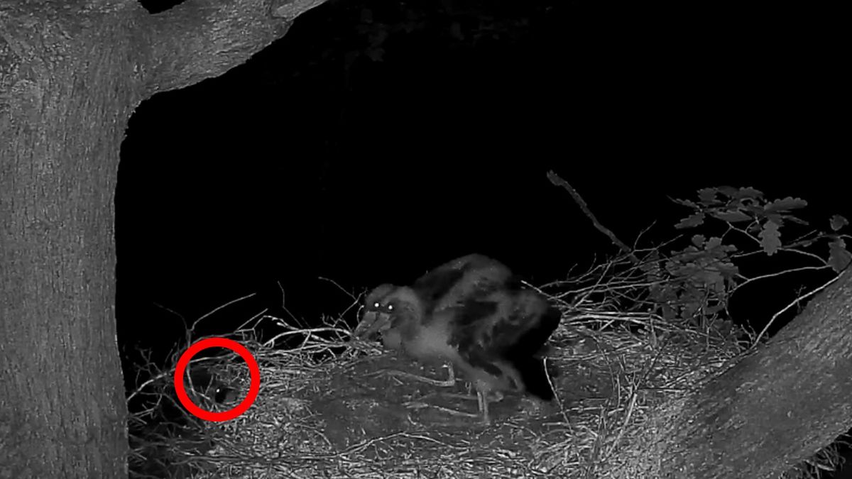 Do gniazda młodych bocianów zakradł się pod osłoną nocy szop pracz