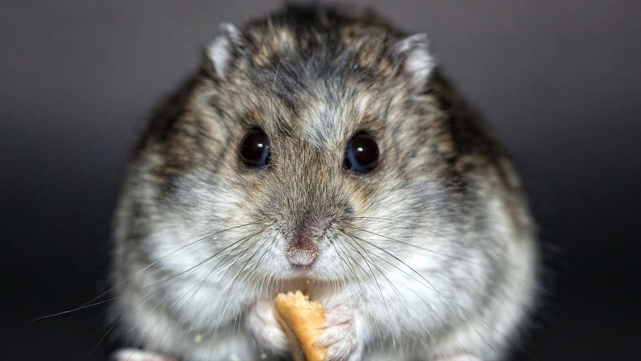 chomik