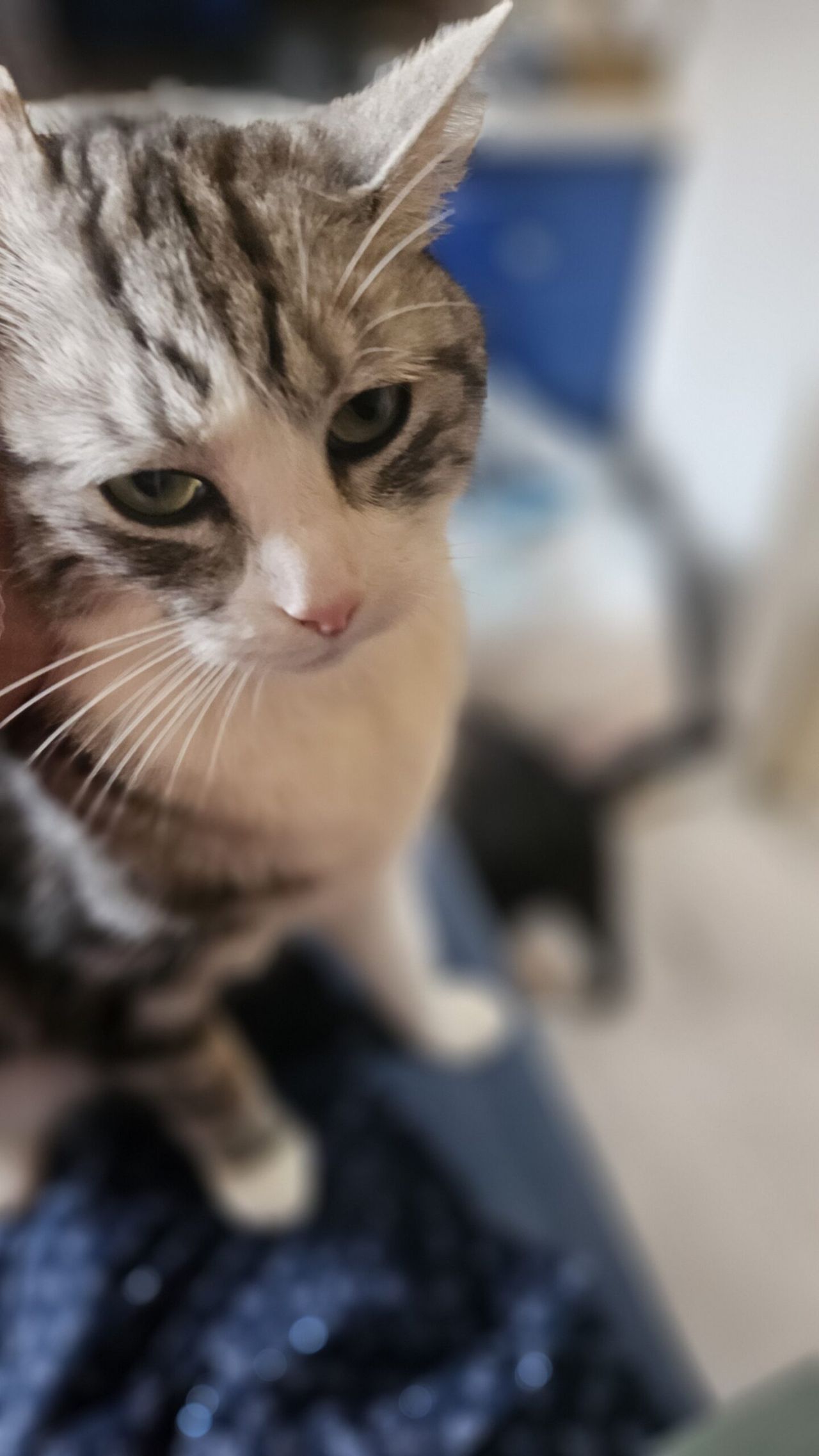 Uwierzylibyście, patrząc na niego, że ma w sobie tak wiele z tygrysa?