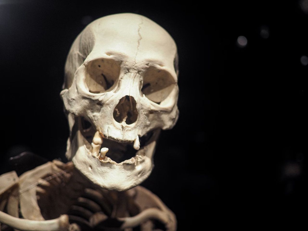 Oldest European hominid traces found in Spain, new study reveals