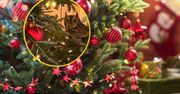 Niesamowite odkrycie na choince. Intruz ukrywał się cztery dni