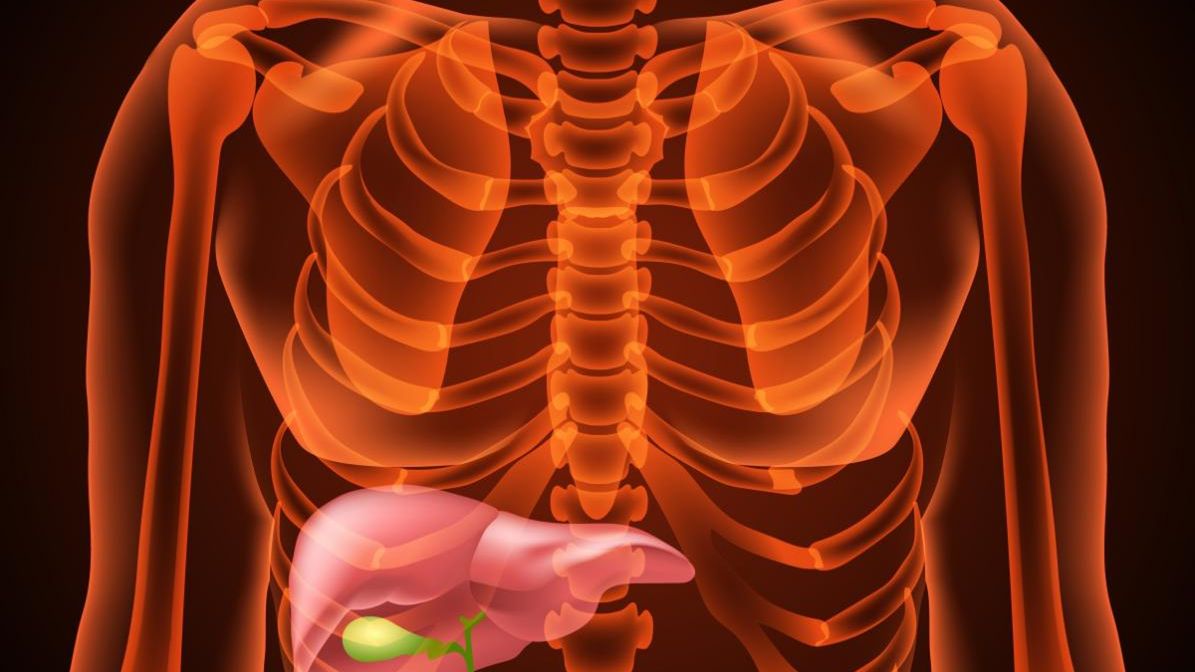 Wątroba pełni ok. 500 funkcji w organizmie