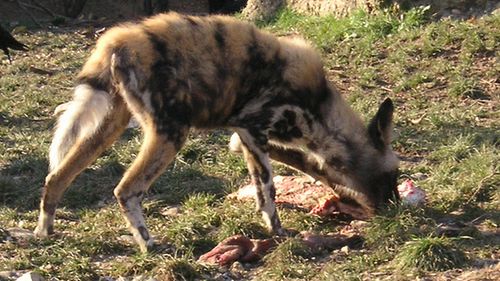 Dziennikarskie hieny na tropie iWątroby Jobsa 1