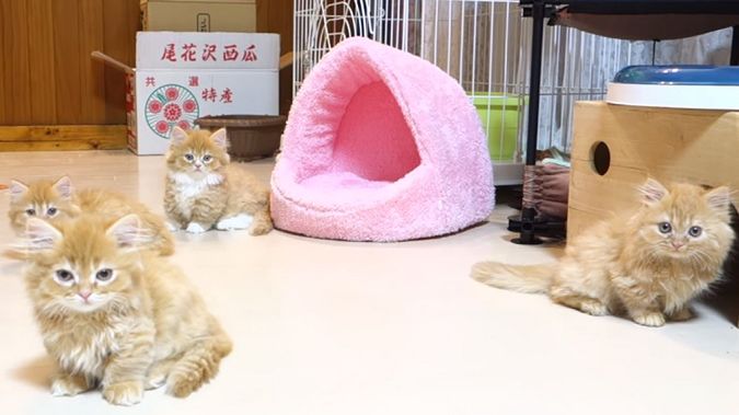 Nic bardziej uroczego dzisiaj nie zobaczycie. Robot bawi się z kotami! 1