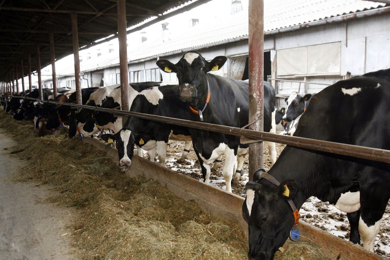 Ile kosztuje krowa mleczna? Czasem więcej niż niejedna pensja