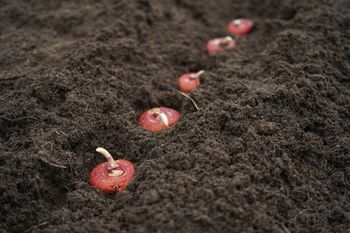 Zakop w kwietniu. Latem sobie podziękujesz