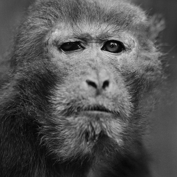 Portrety małp z wrocławskiego zoo, które podbiły Londyn [inspiracja] 11