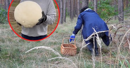 Ludzie patrzą i nie wierzą. Pokazała filmik z grzybobrania