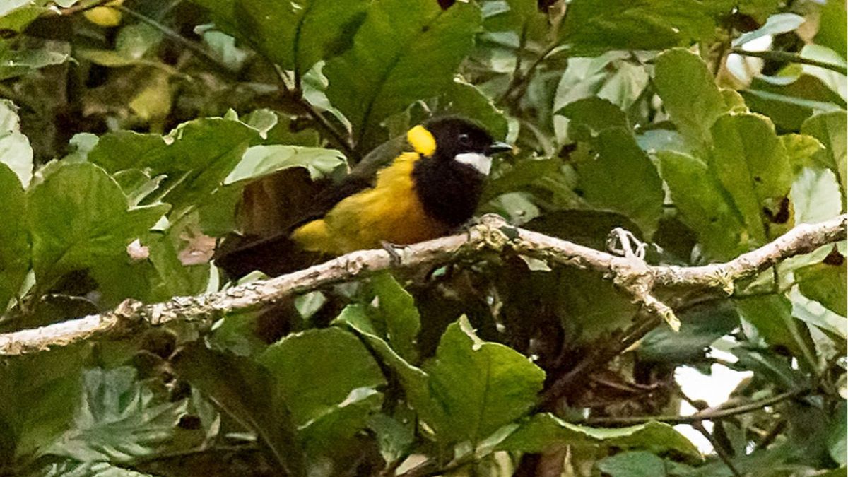 Fletówka królewska/ "Trujący ptak" nowym odkryciem naukowców