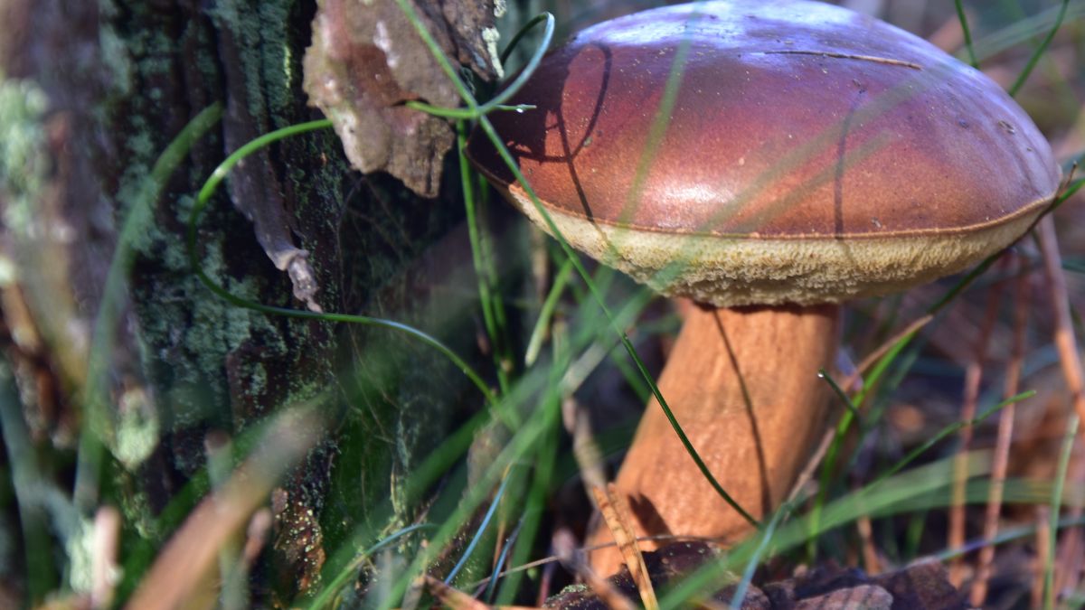 Pod tymi drzewami chowają się jadalne grzyby