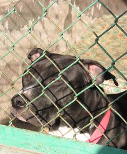 Chęciny. Amstaff zaatakował 21-latkę. Policja poszukuje psa