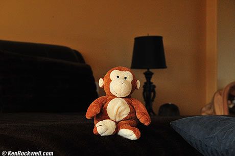 Jako swój cel, Ken wybrał tę oto małpkę...