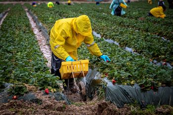 Tragedia podczas upałów w Belgii. 50-letni Polak zmarł na plantacji