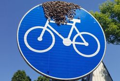 Warszawa. Pszczoły na rowerze. Rój dojechał do pasieki