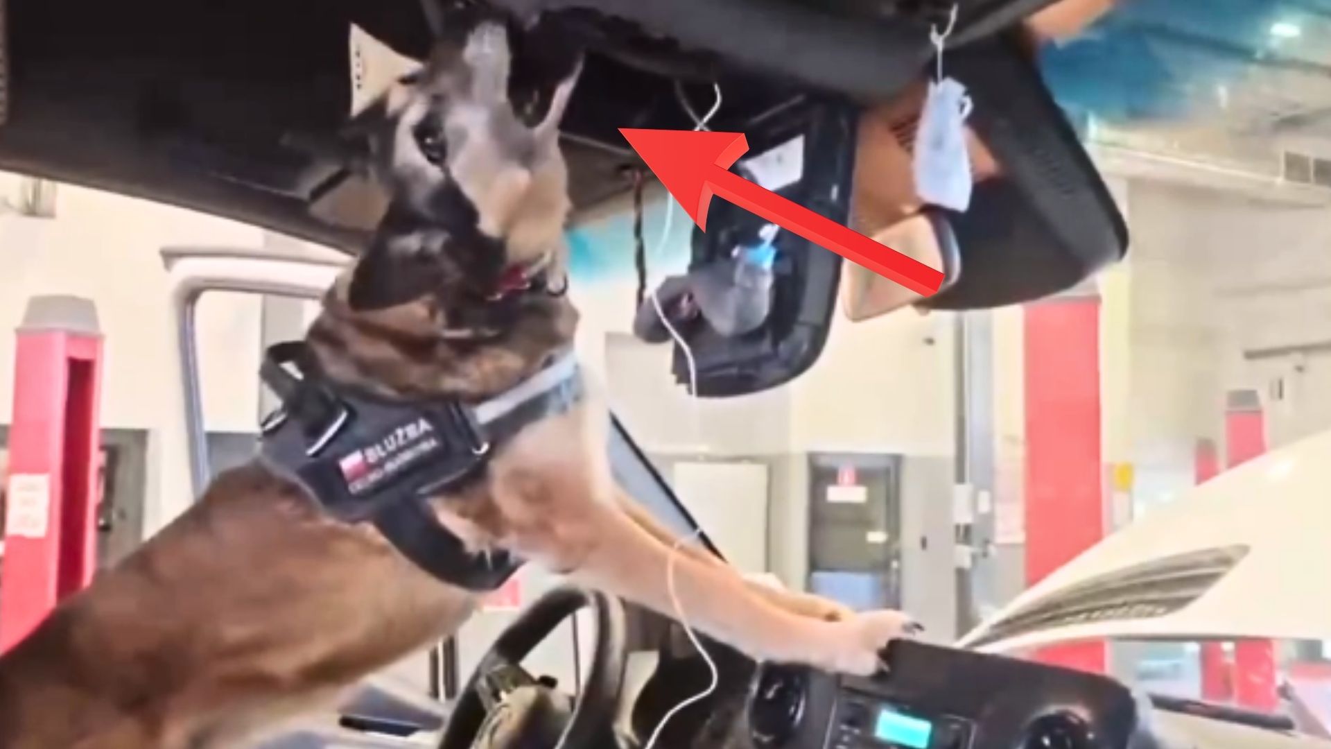 Odkrycie na granicy. Pies znalazł w busie specjalne skrytki