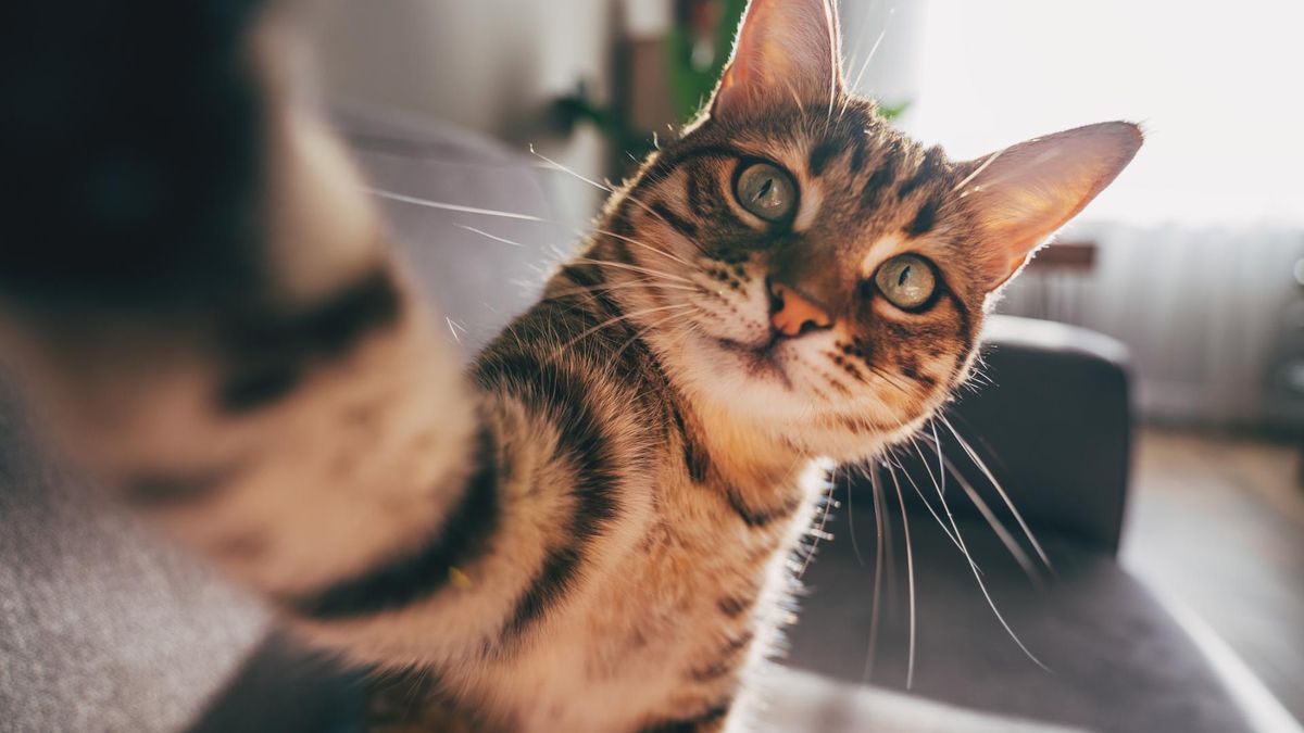 W ten sposób kot pokazuje, że darzy cię zaufaniem i miłością