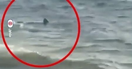 Panika w Egipcie. Rekin pojawił się przy plaży. Wstęp do wody zakazany