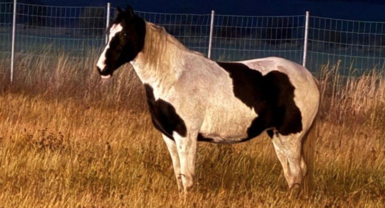 Nocny spacer konia po autostradzie A4. Policjanci zapobiegli tragedii