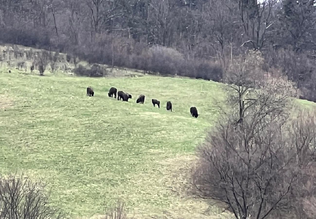 To nie fotomontaż. Tak wyglądają obecnie Bieszczady