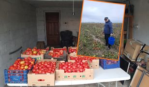 Oddają pomidory za co łaska. "Można rwać, ile się chce"