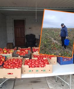 Oddają pomidory za co łaska. "Można rwać, ile się chce"