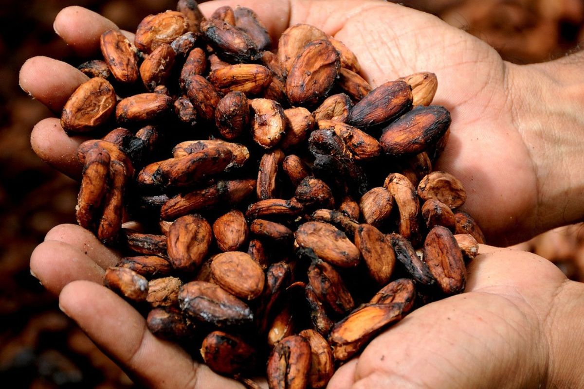 Ceny kakao biją historyczne rekordy