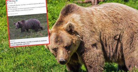 Koszmarne grzybobranie. Grzybiarz zaatakowany przez niedźwiedzia