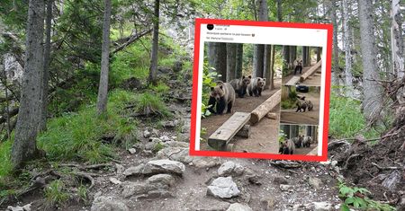 Bliskie spotkanie z niedźwiedziami. Turystka zrobiła im zdjęcia