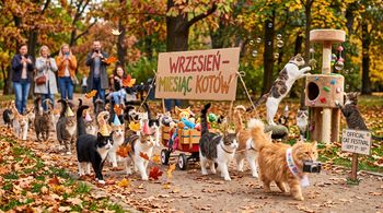 Wrzesień miesiącem kotów. Te dni warto zaznaczyć w kalendarzu!