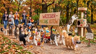 Wrzesień miesiącem kotów. Te dni warto zaznaczyć w kalendarzu!