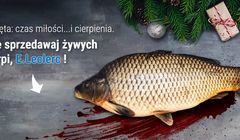 Organizacje prozwierzęce walczą o zaprzestanie sprzedaży żywego karpia w sieci E.Leclerc