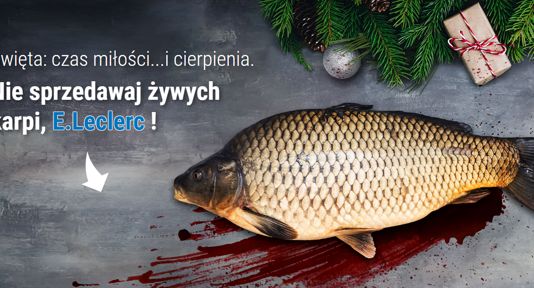Organizacje prozwierzęce walczą o zaprzestanie sprzedaży żywego karpia w sieci E.Leclerc