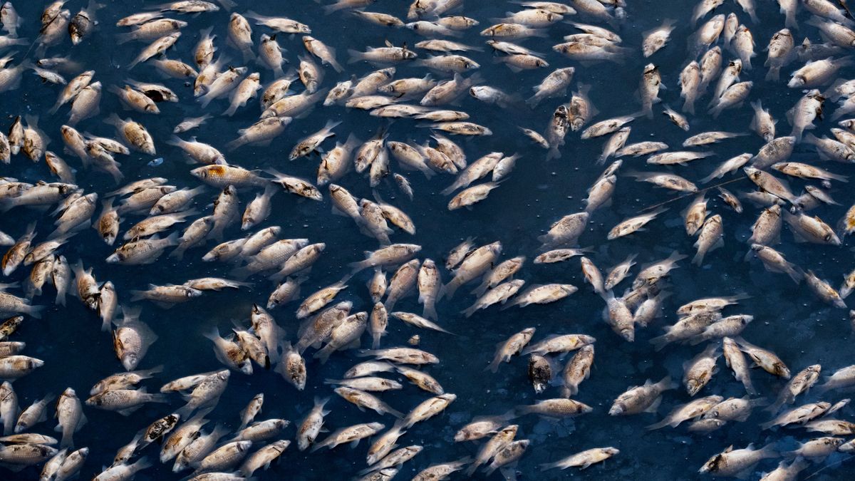 W jeziorze jest mnóstwo śniętych ryb (zdjęcie ilustracyjne)