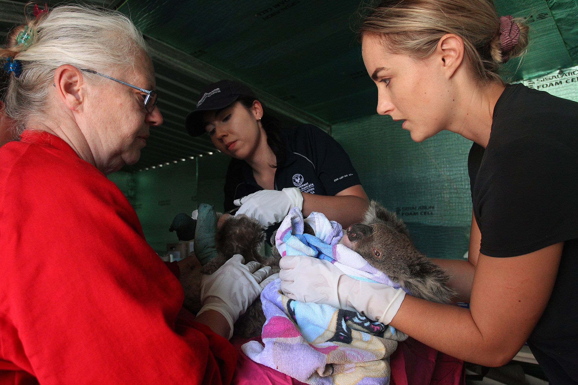 Koale uratowane z pożarów w Australii mają dobrą opiekę 3