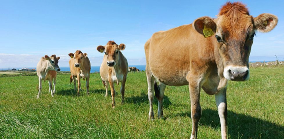 Koronawirus. Osocze krów pomoże w walce z COVID-19