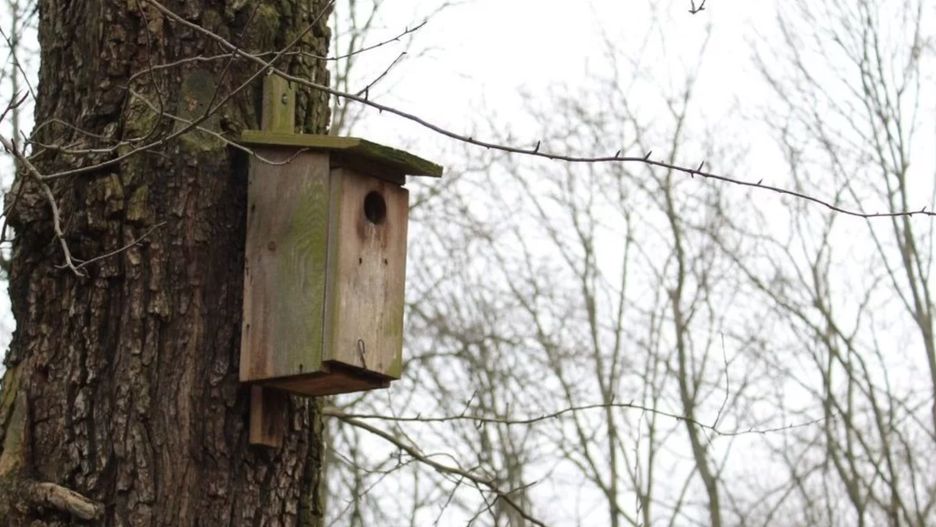 Kilkadziesiąt nowych budek lęgowych zawiśnie na Chartowie.