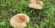 Dawniej rarytas, dziś zagrożenie. Tych grzybów nie spożywaj pod żadnym pozorem