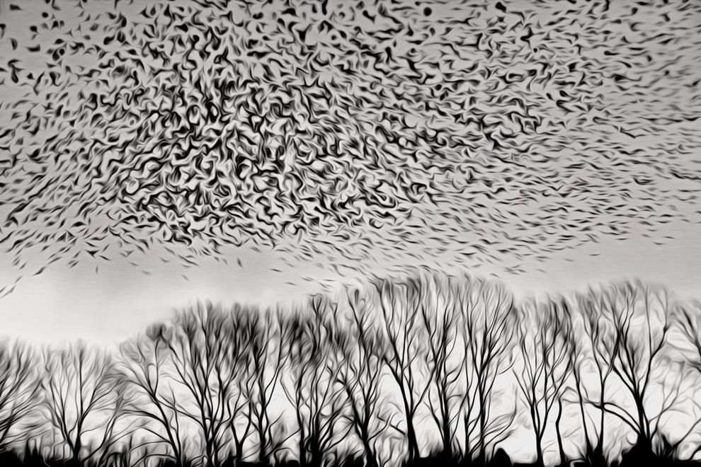 Poznaj zwycięskie zdjęcia wyłonione w konkursie Bird Photographer of The Year 2016 9