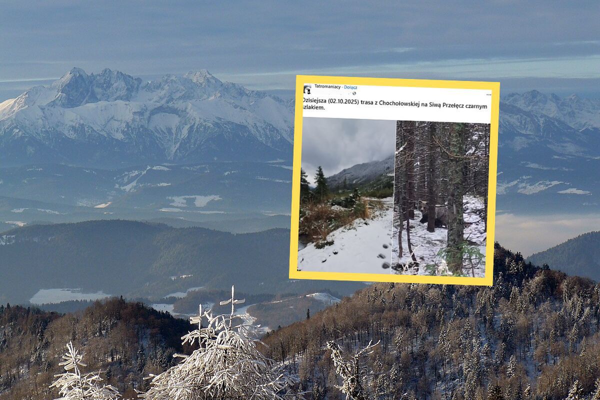 Turysta zobaczył go na szlaku w Tatrach. Krył się za drzewami