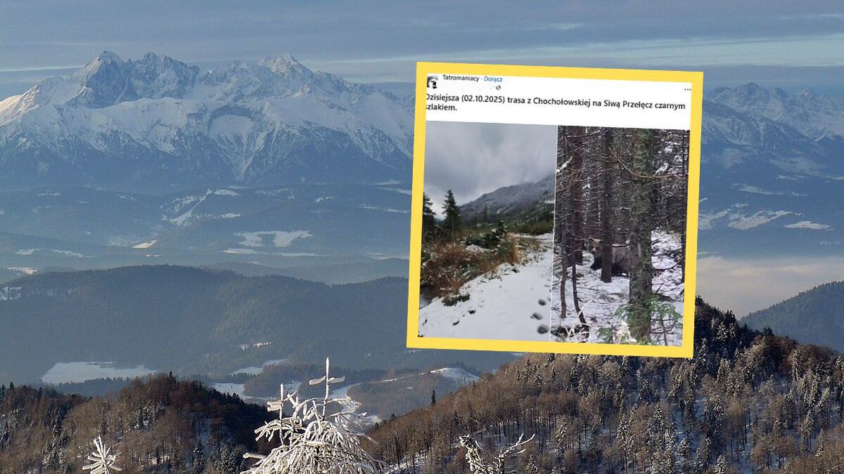 Spotkanie z niedźwiedziem na tatrzańskim szlaku