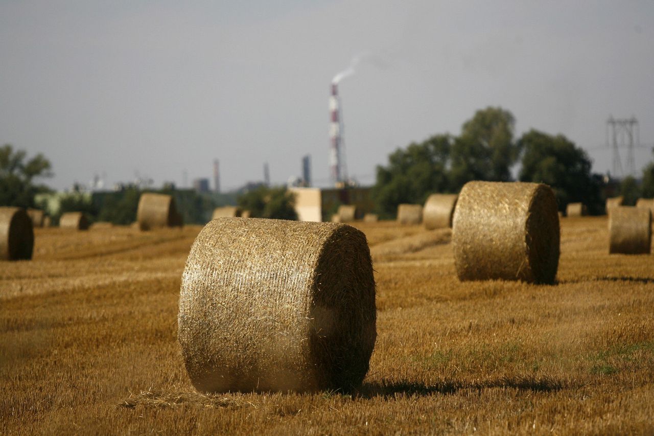 Rośliny jako materiał budowlany. Polscy naukowcy szykują przełom