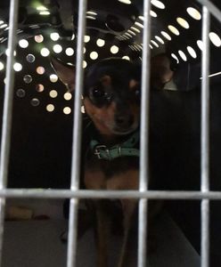 Warszawa. Wybili szybę i uratowali psa z rozgrzanego auta