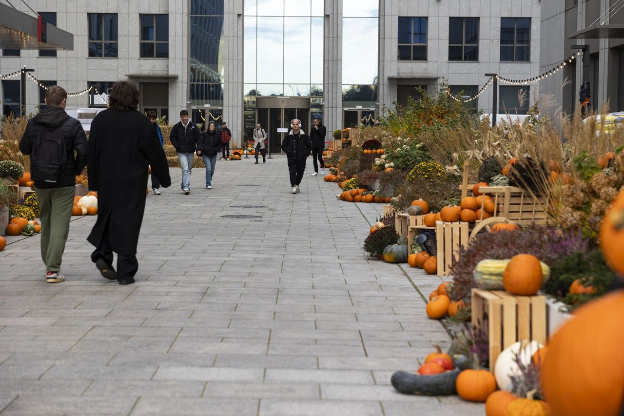 Kraków: Dynie w samym sercu miasta. Dekoracje jesienne na Halloween