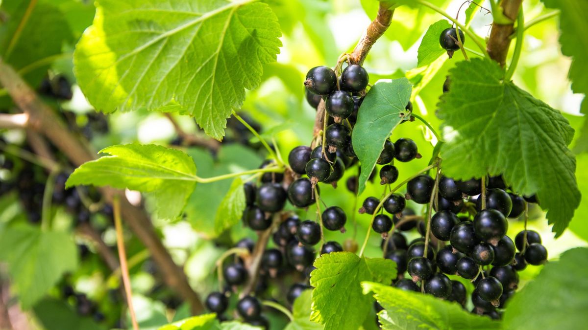 Decyzja KE uderzyła w polskich producentów porzeczek