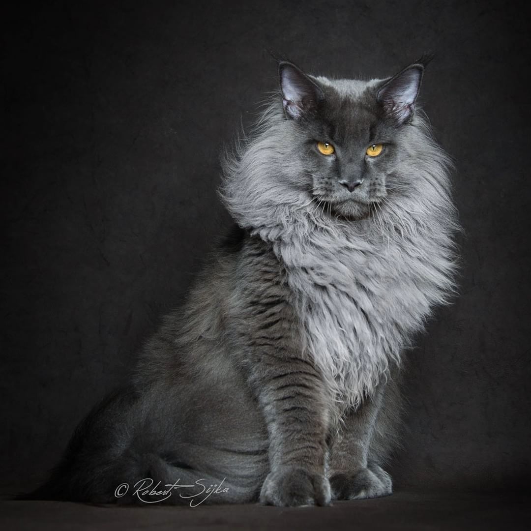 Koty rasy Maine Coon sfotografowane niczym mityczne bestie