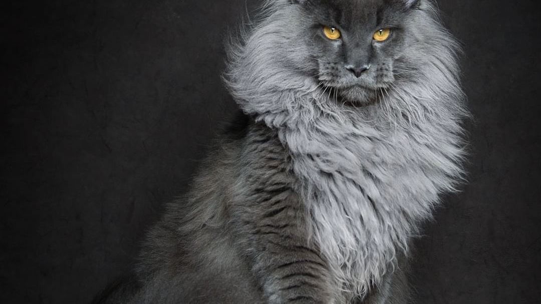 Koty rasy Maine Coon sfotografowane niczym mityczne bestie 1