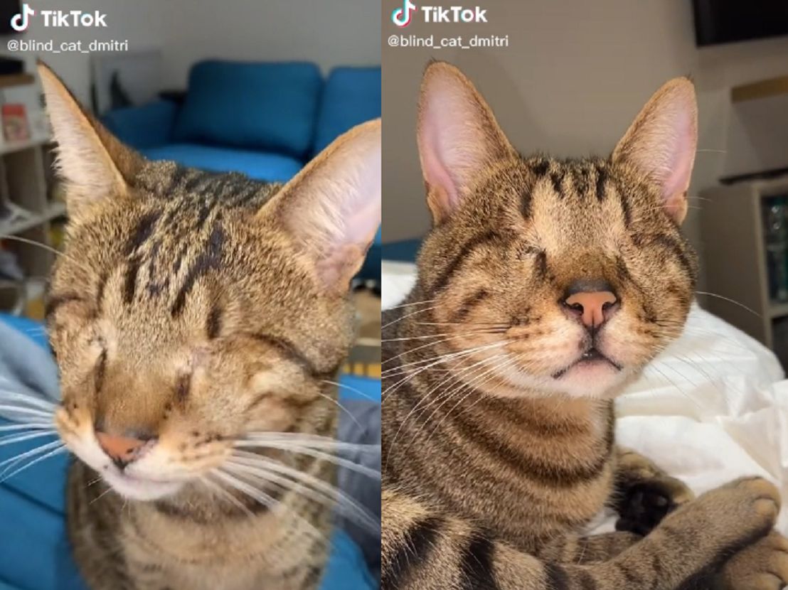 Kot nie ma oczu. Jest teraz gwiazdą TikToka