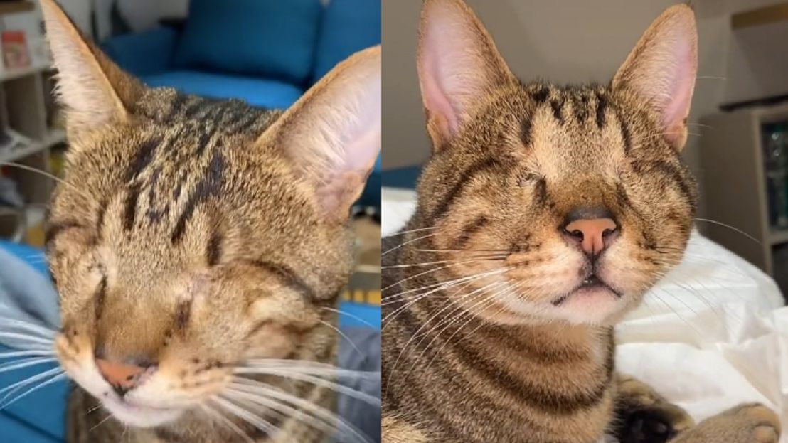 Kot Dmitri radzi sobie pomimo ślepoty.