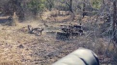 Szybki i brutalny atak lwa. Młody likaon nie miał żadnych szans