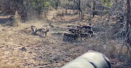 Szybki i brutalny atak lwa. Młody likaon nie miał żadnych szans